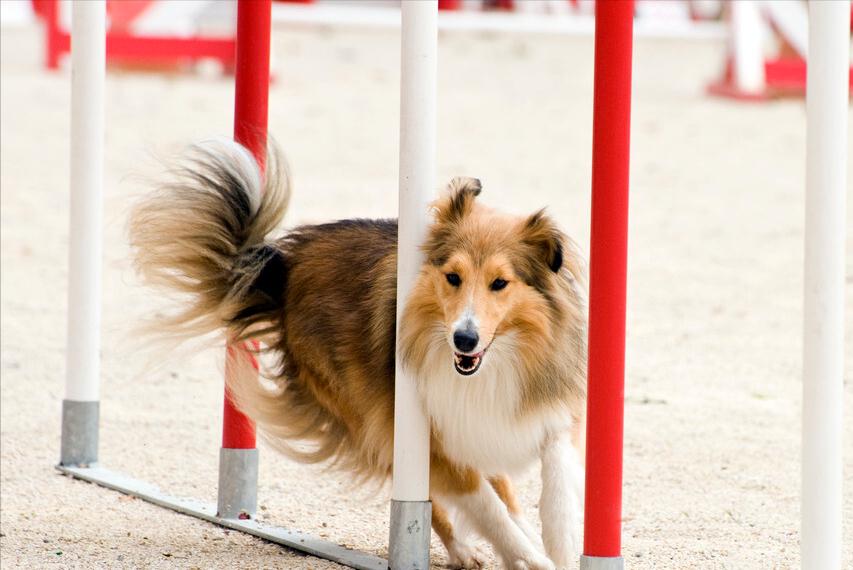 喜乐蒂偏瘦如何饲养？