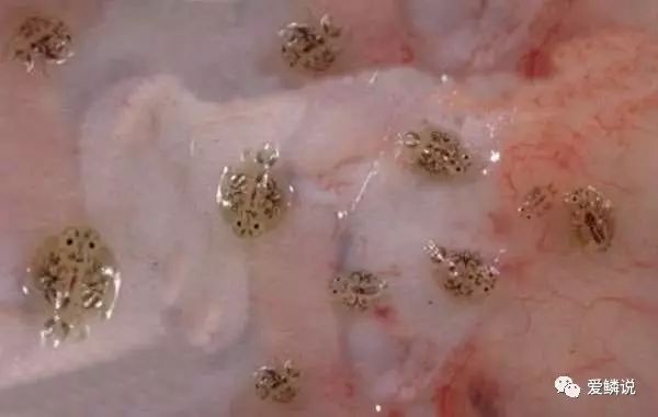 鱼虱是怎么长出来的,鱼虱为什么出现