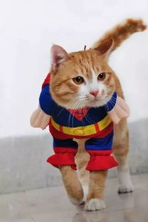 猫咪害怕放烟花的声音,猫咪害怕烟花爆竹的声音怎么办