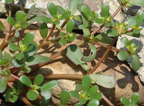 马齿苋如何用来洗白发,马齿苋能黑发吗