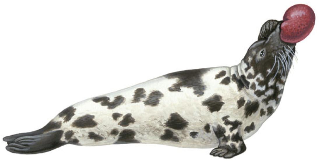 什么动物生气了最可怕,什么动物生气时会鼓起来