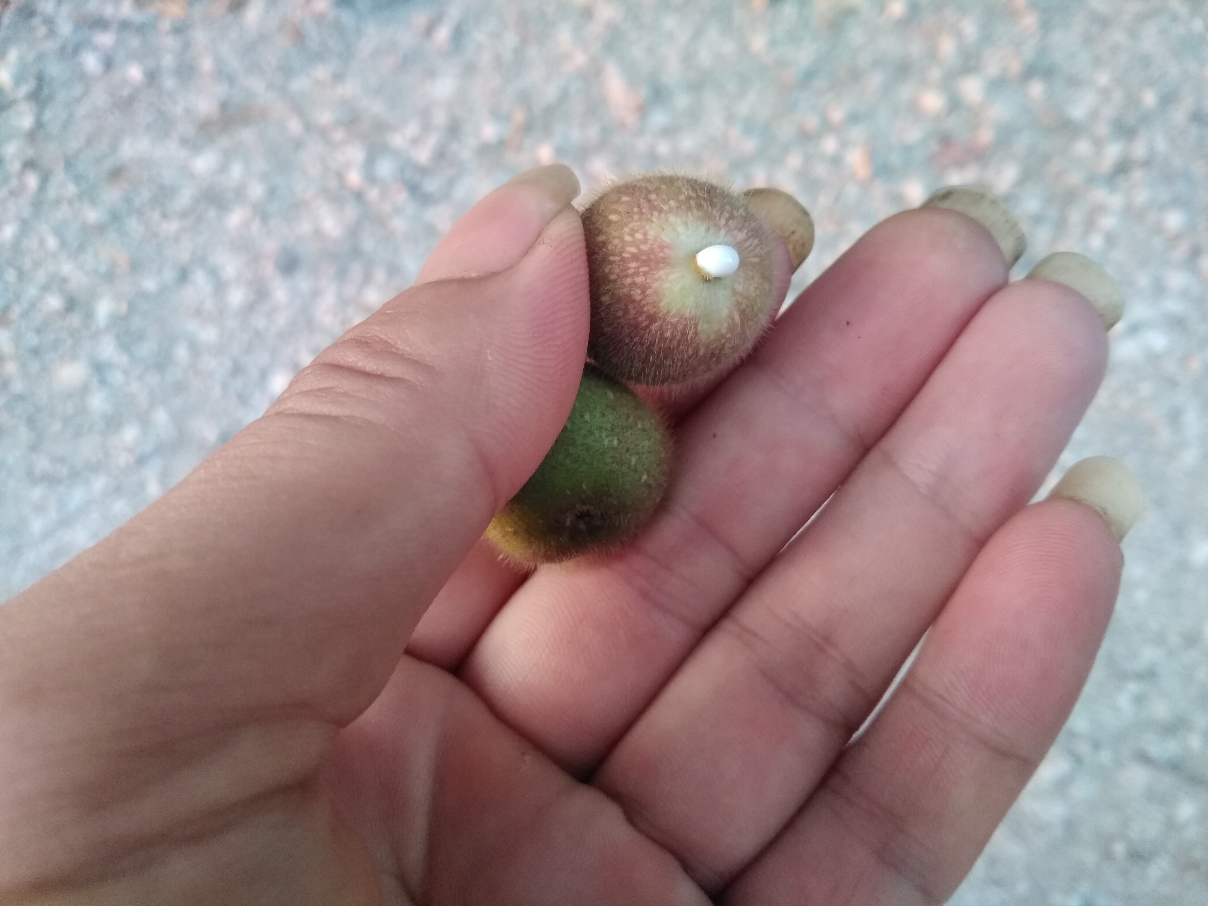 农村常见可以吃的野果,农村常见能吃的野果