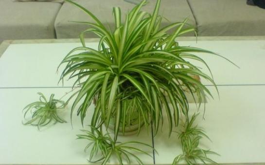 怎么才能养好吊兰,如何养好吊兰的视频