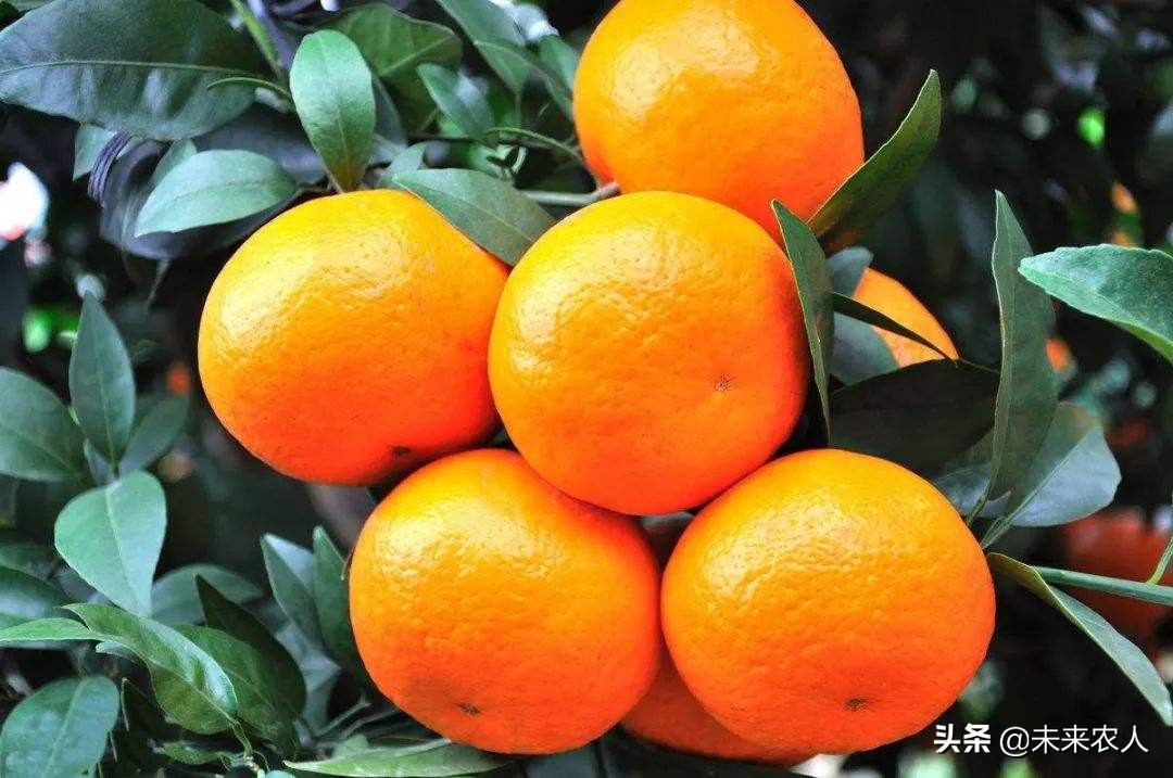 复合肥中的低氯是什么意思,复合肥高氯中氯低氯的区别