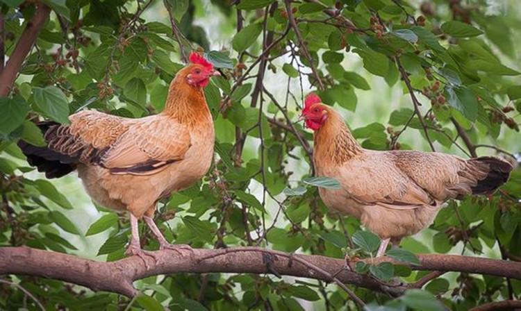 养殖土鸡的销售方法技巧,土鸡销售如何做大