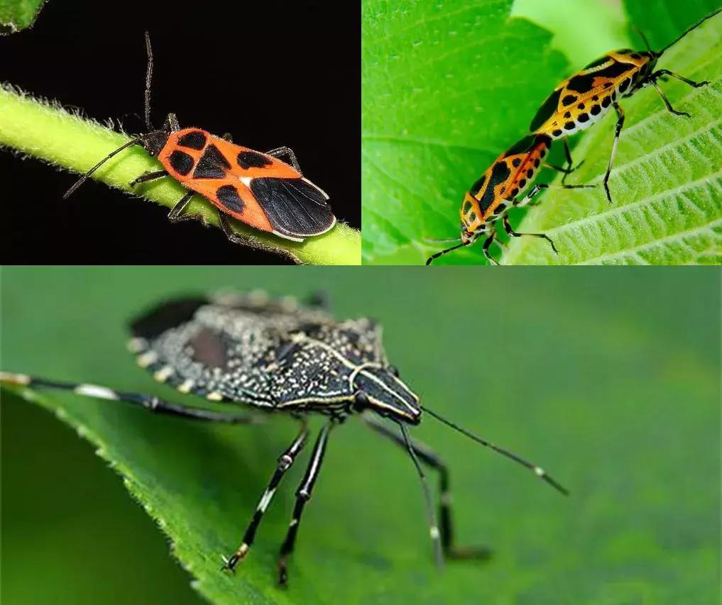 草莓虫害高清图,草莓虫害图谱及药剂选择