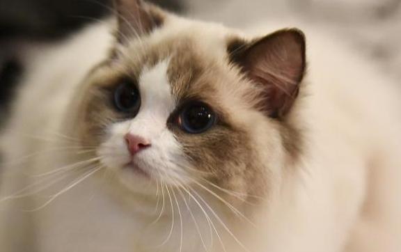 布偶猫如何喂养最好,布偶猫好养吗要怎么正确喂养它