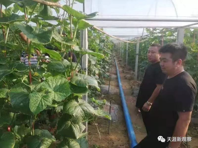 大利川真的牛：全城惊现“万国车”,上）