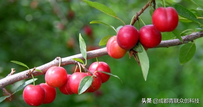 钙含量多的果品,钙果有什么营养价值呢