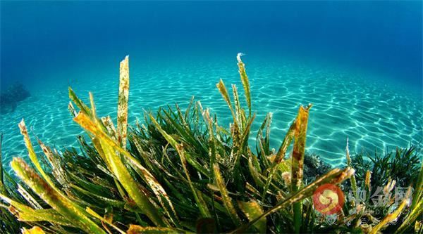 昆虫零食香辣,番茄薯片有哪些