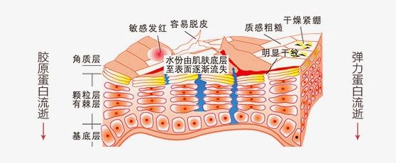 小黄瓜美白面霜,小黄瓜面霜适合皮肤