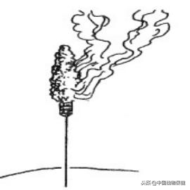 兽医针灸方法,针灸治疗方法及针灸优势病种