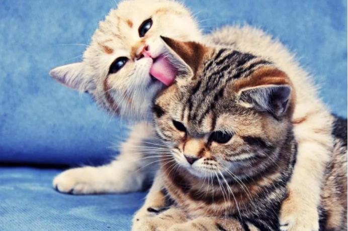 猫咪睡觉时会摇头,猫咪睡觉时候抽搐会是狂犬病吗