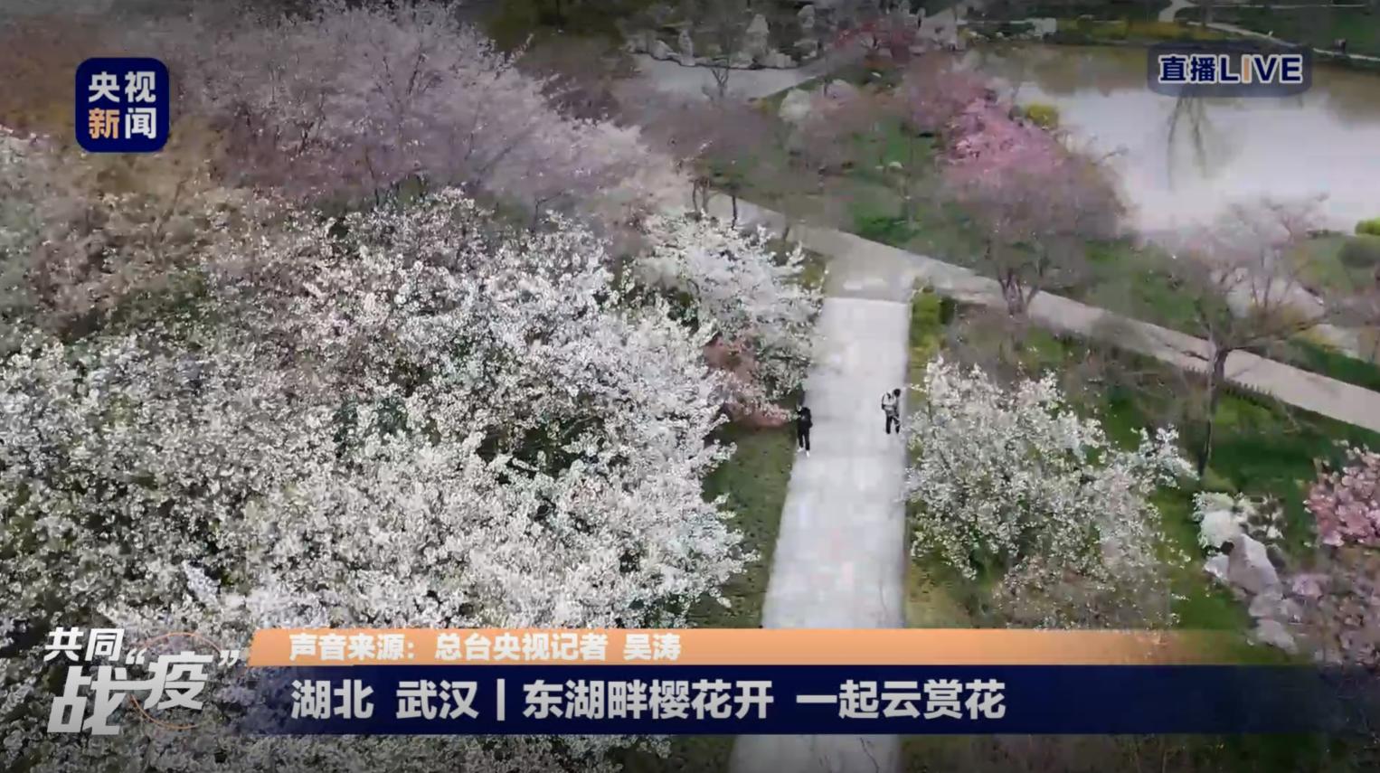 别样“云赏花”，原来这些国花这么漂亮，全世界共盼春来