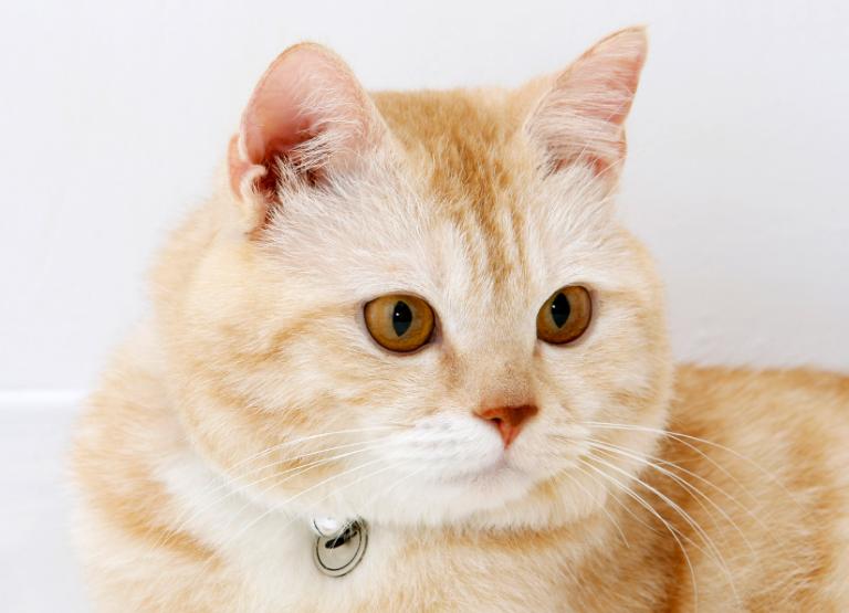 猫咪发烧怎么办最有效的方法,猫咪发烧的症状和处理方法