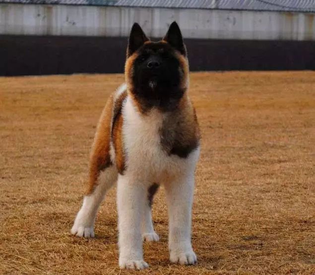 45种名犬大全,72种名犬图片附介绍