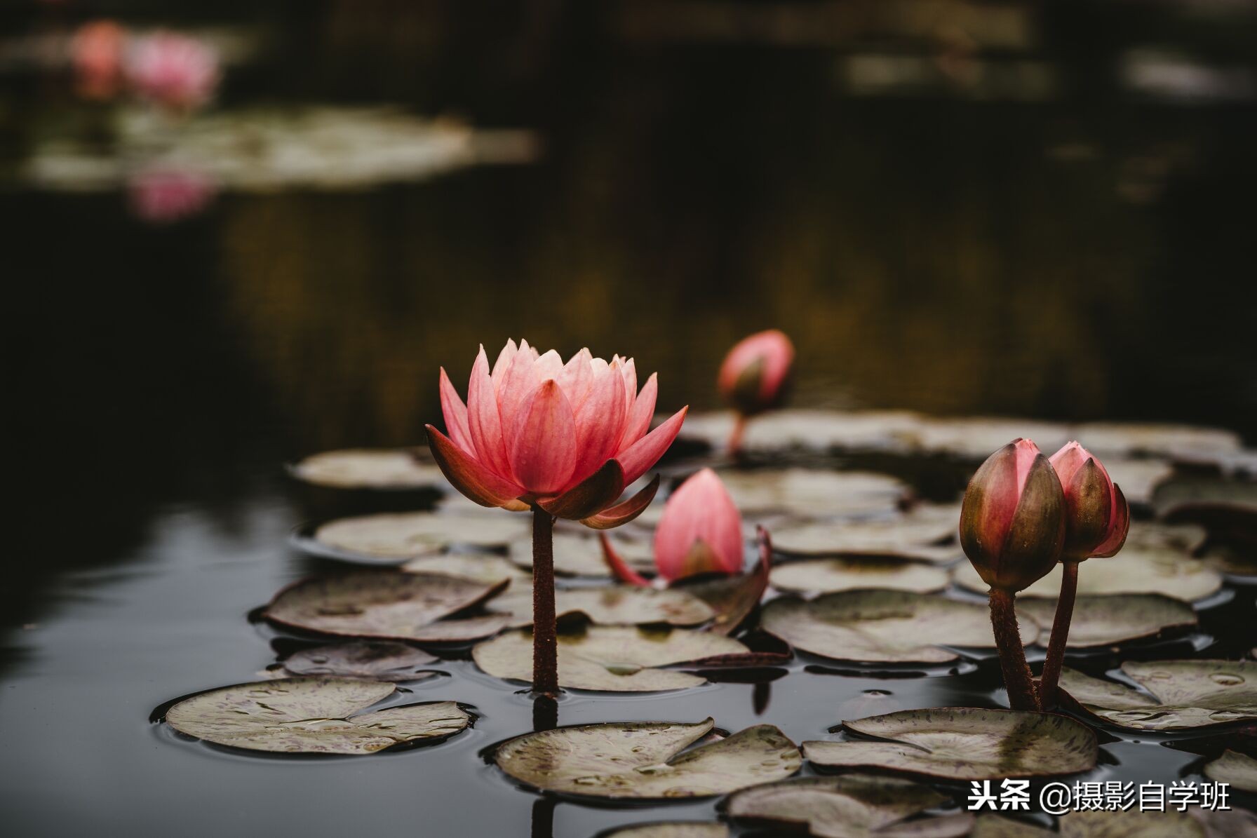 国画摄影照片,摄影怎么把图片弄成水墨画