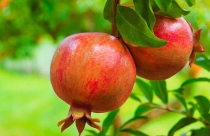 网上购买石榴树怎么种植,网购的石榴树第二年怎么修剪