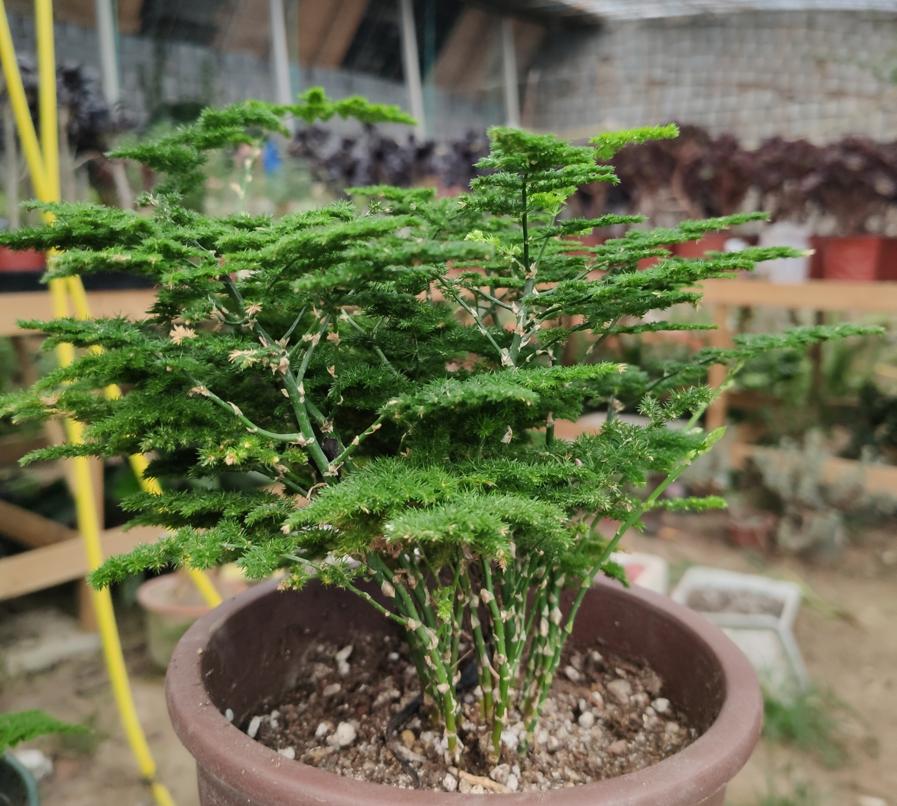 大盆云竹盆景怎么修剪好看,云竹的养殖知识大全图片