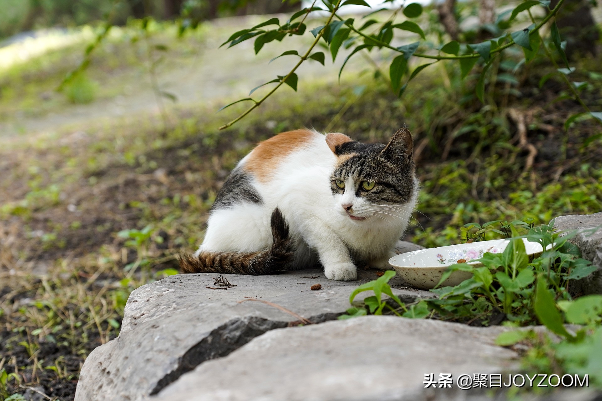 索尼微单应该如何选择,索尼微单各个系列最新