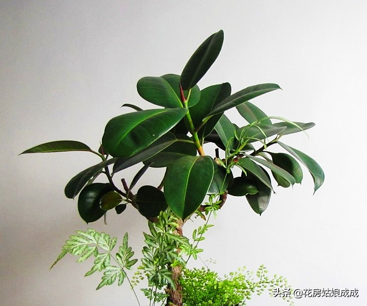 橡皮树太高什么时候修剪,橡皮树适合什么时候修剪