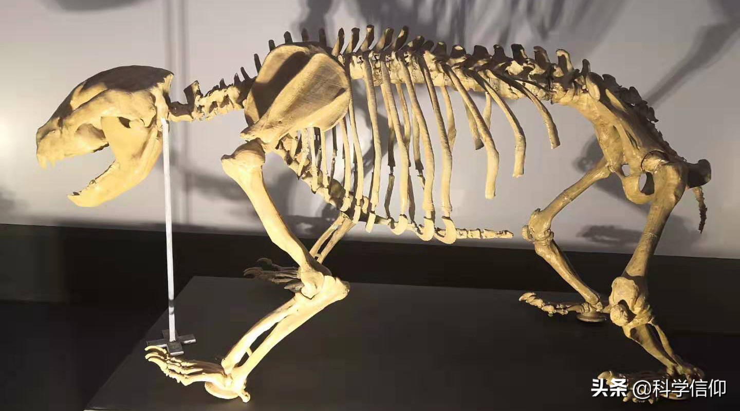 通过化石还原动物,化石能复活吗