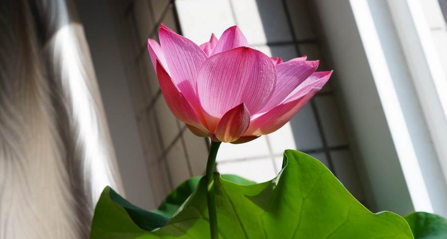 好看的中小型荷花品种,空间小养绿植