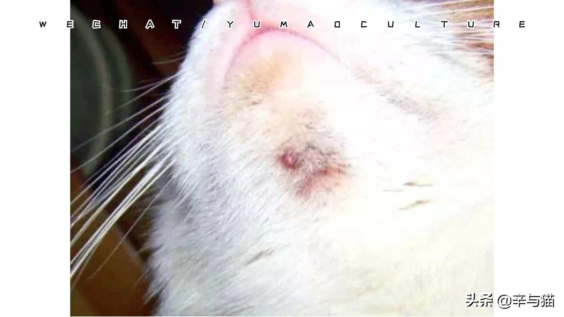 猫咪黑下巴原因及解决办法,猫咪黑下巴能剃下巴毛吗