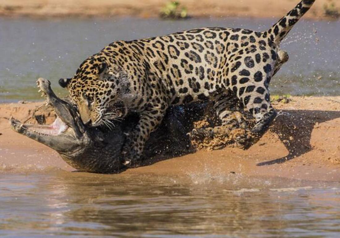 鳄类的养殖与利用,鳄鱼养殖需要注意什么