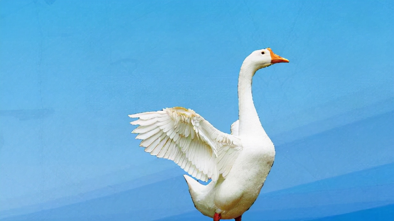 鹅啄毛最佳处理方法,鹅啄羽为什么只啄尾部