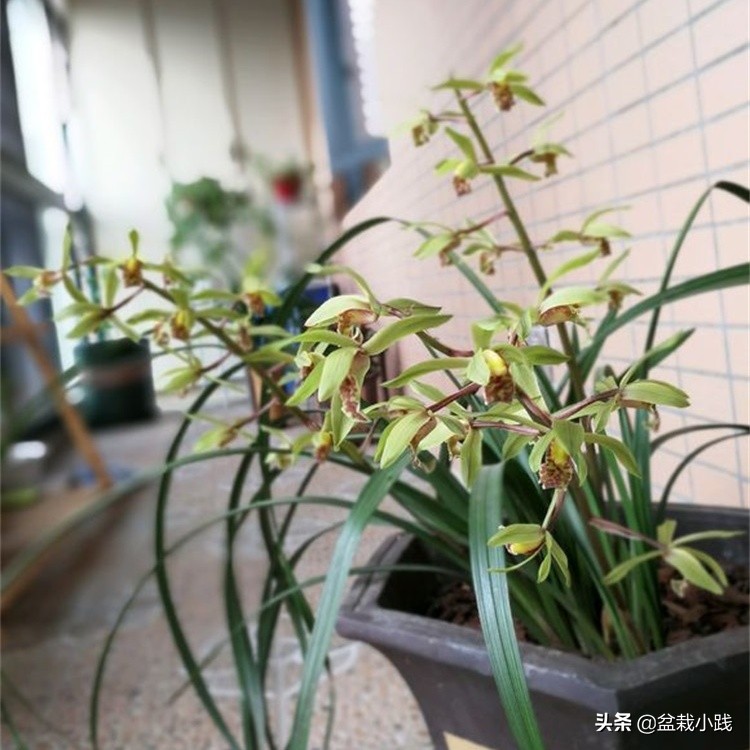 兰花上盆最佳方法,兰花春天多久服盆