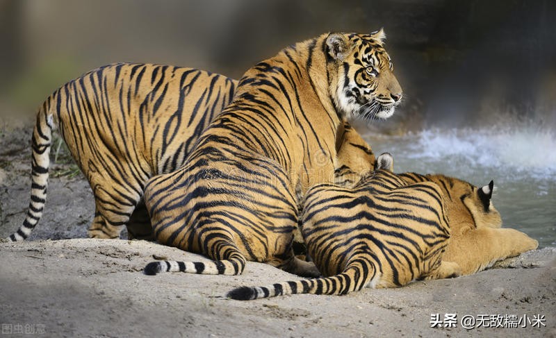 男用香水诱捕母老虎,印度人发明了一个骚操作,有什么科学依据?