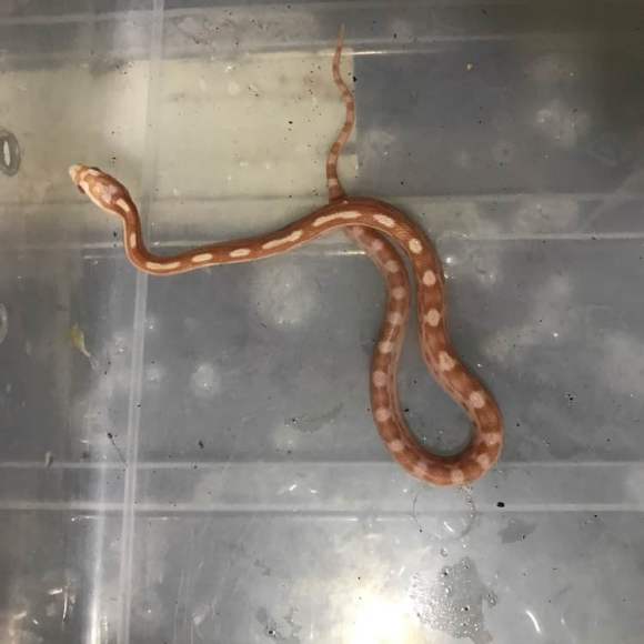 可以盘着玩的蛇,能盘的野生动物