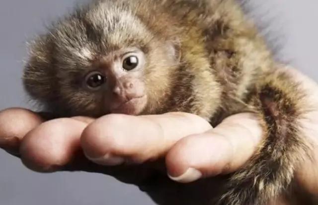 孙猴子跳不出五指山,孙猴子逃不出如来佛的手掌心