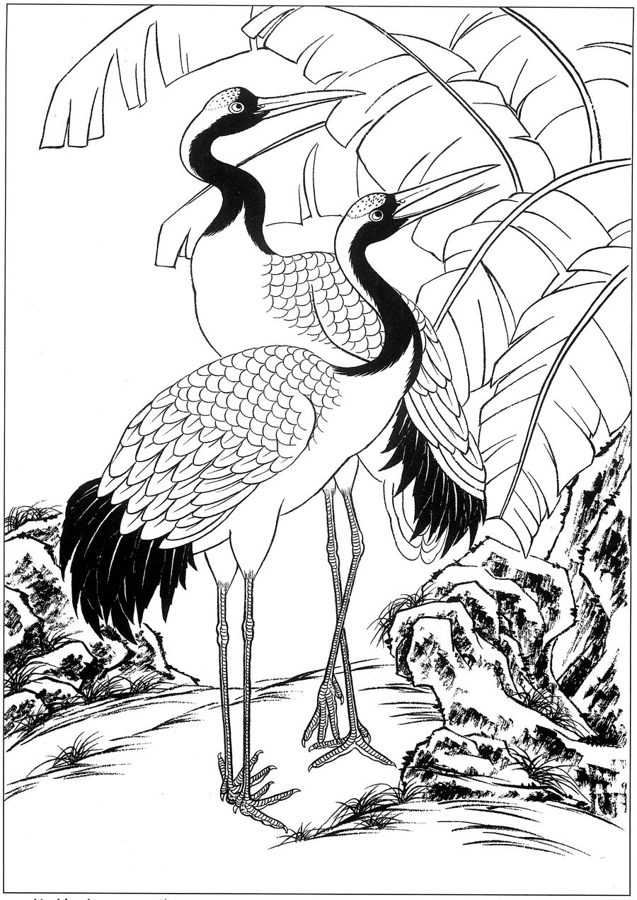 仙鹤桃子工笔白描稿,工笔画仙鹤高清图上色步骤图