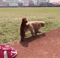 泰迪老是拱屁股怎么回事,泰迪头拱地脚刨地为什么