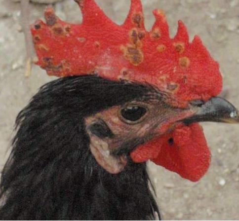 鸡有鸡痘的时候可以做鸡痘疫苗吗,怎么治疗鸡痘病