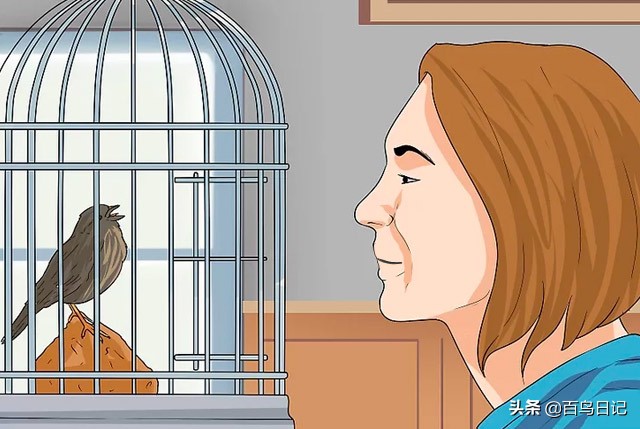 第五十九课：如何理解鸟的肢体语言？