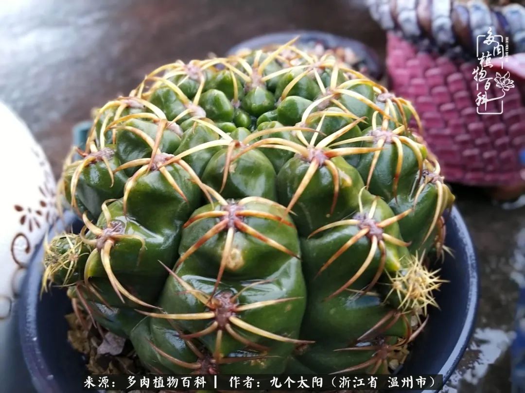 景天、球和龙舌兰，只要是多肉，都喜爱