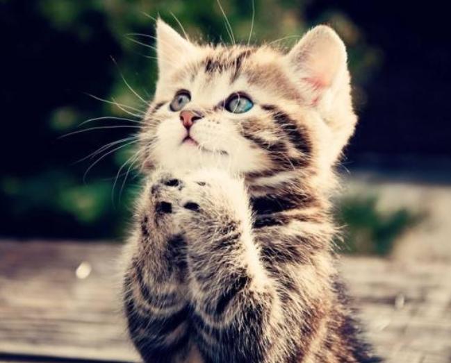 猫咪体外驱虫一般驱什么虫,猫咪体外驱虫什么药驱得全面