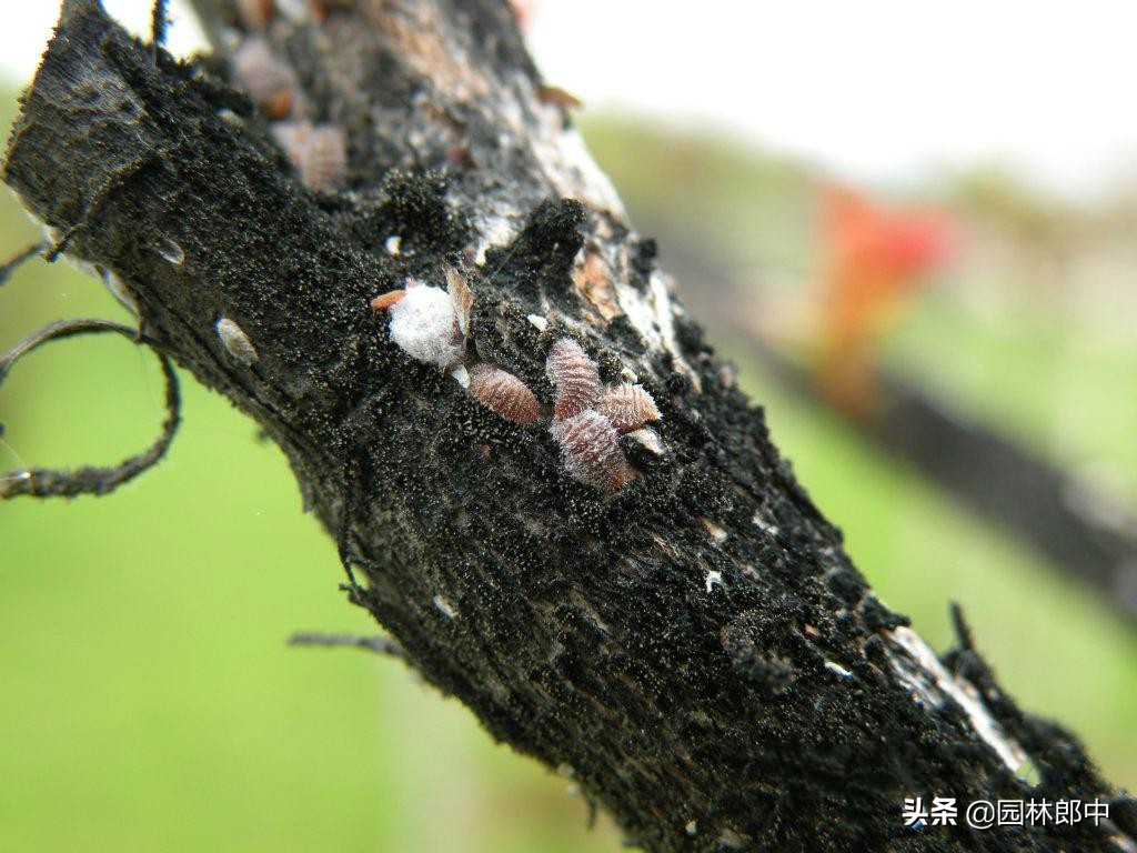 紫薇枝干上有许多小白点,手按一下还出现红色液体,怎么回事儿?