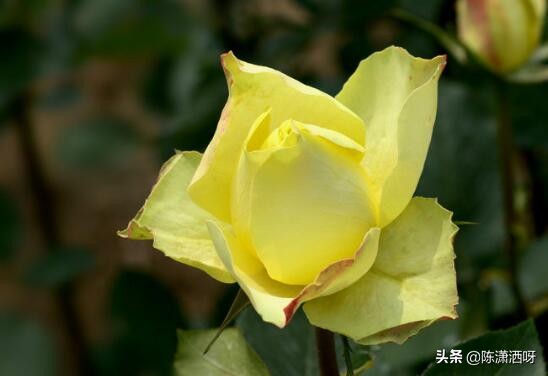 中国月季红色浓香,13种中国红月季让你美个爆