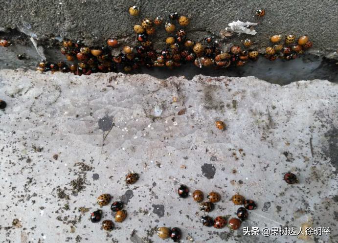 蚜虫防治药剂分析科学选择,小虫之王蚜虫怎么防