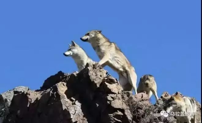 天边草原乌拉盖值得去吗,天边的草原乌拉盖美景攻略