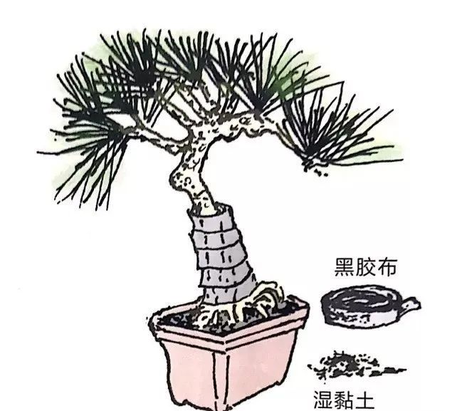 盆景如何养成粗细变化明显,盆景怎么不让树长高