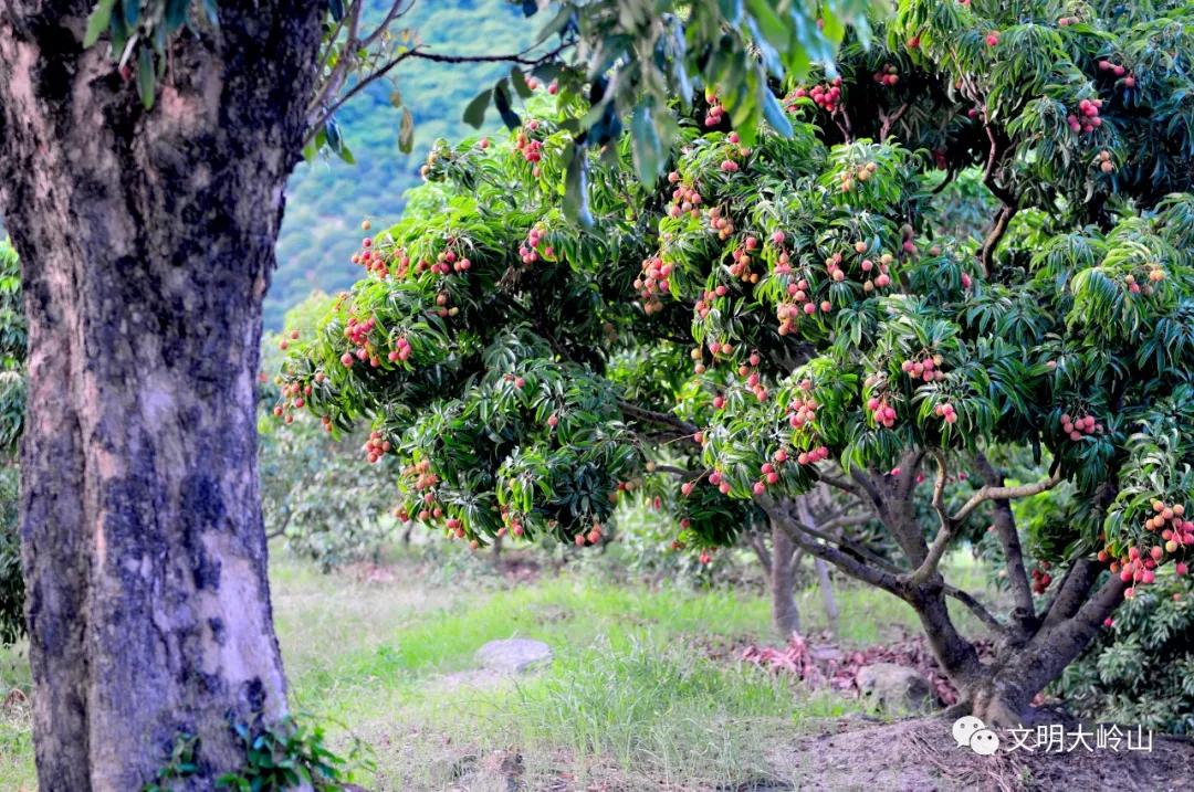 东莞大岭山镇：湾区制造名镇，再来一场文化突围