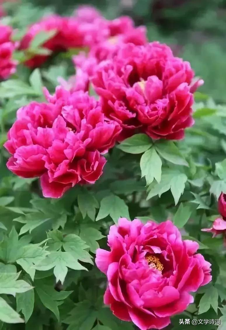 赞美牡丹花开时节动京城的诗句,牡丹诗词名句精选唯有牡丹真国色