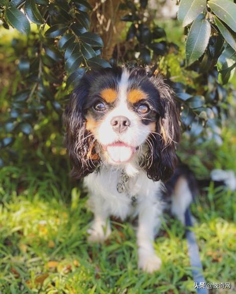 不喂狗会复位吗,不喂狗的下场