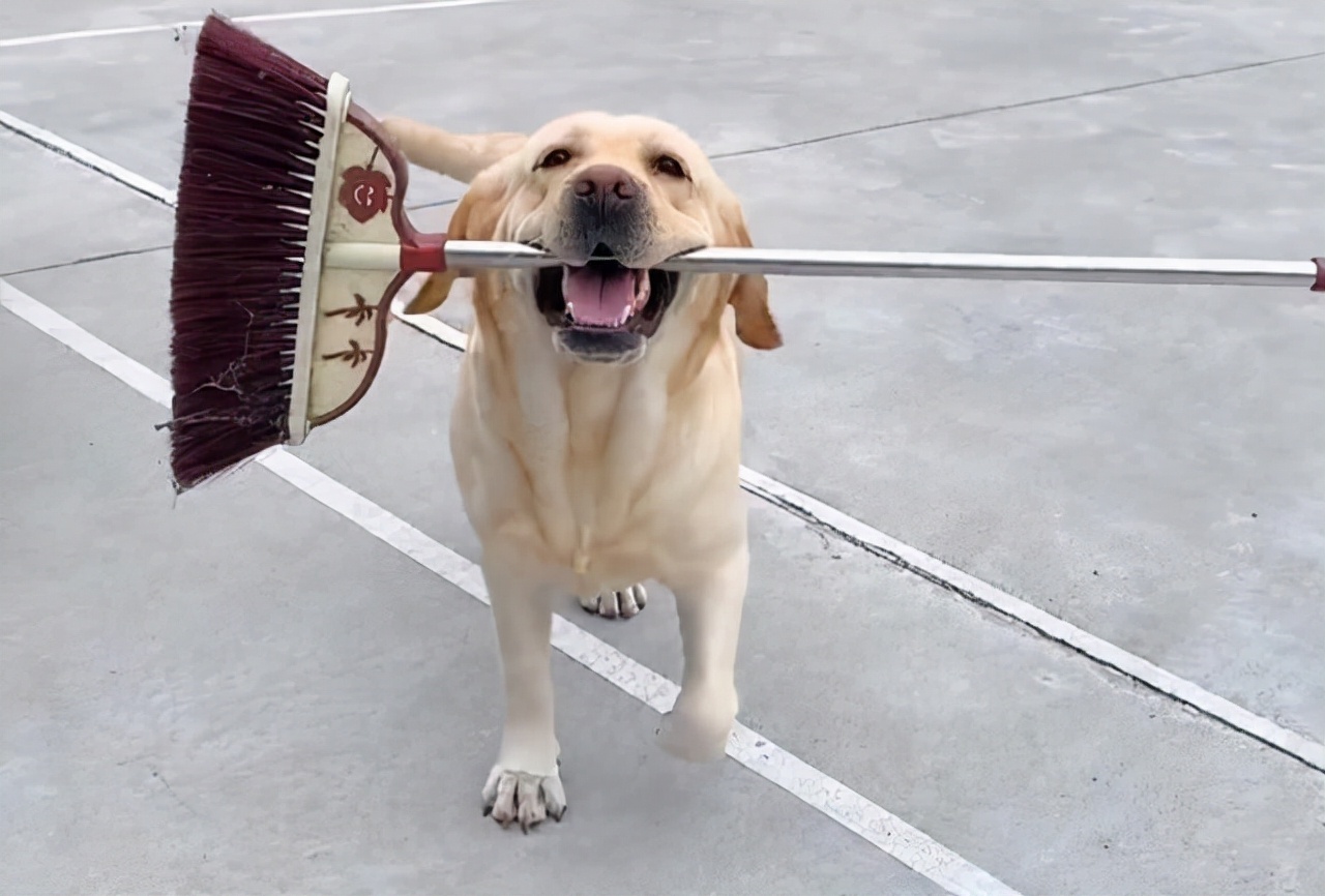 第一次养狗为啥不建议养拉布拉多,感觉养拉布拉多第三个月快崩溃