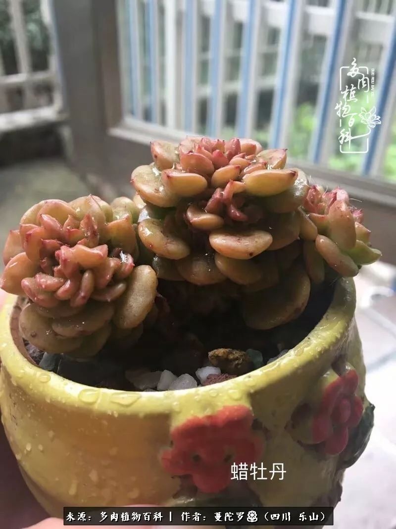 转角遇见多肉,遇见多肉治愈自己